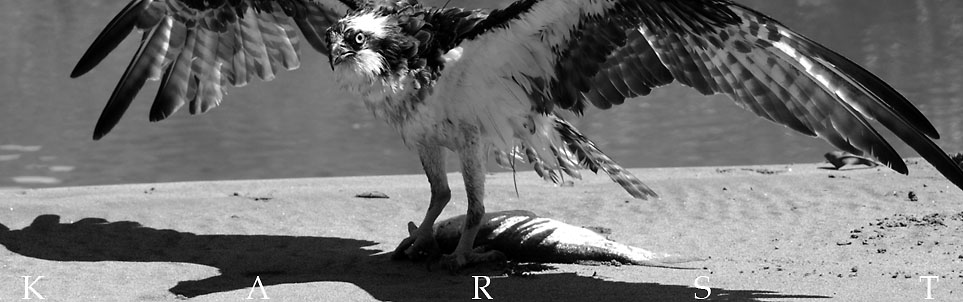 Fotograf Potsdam Adler Costa Rica Fotografie