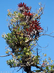 Bromelien P.N.Poas/ Costa Rica