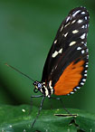 butterfly costa rica