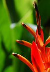 Costa Rica Blüte