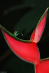 Bluete Costa Rica