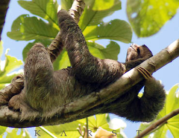 Faultier, Costa Rica, Fotograf: Karst Potsdam