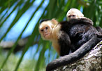 Kapuzineräffchen familie