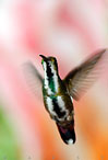 hummingbird costa rica