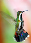 Kolibri im Flug