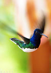 kolibri foto